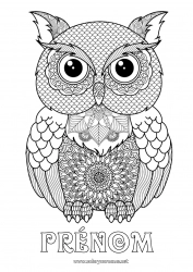 Coloriage gratuit Chouette, Hibou Coloriages complexes Zentangle Oiseaux et mammifères volants