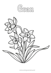 Free colouring Flowers Daffodils
