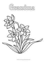 Free coloring Flowers Daffodils