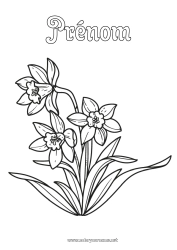 Coloriage gratuit Fleurs Jonquilles