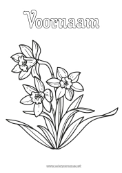 Gratis tekening Bloemen Narcissen