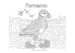 Gratis färgläggning Fågel Hav Djur Zentangle Fåglar och flygande däggdjur Lundefågel