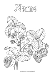 Free drawing Fruits Complex coloring pages Strawberry Zentangle