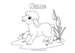 Free coloring Spring Animal Easter Lamb