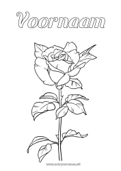 Gratis tekening Bloemen Roos Sant Jordi of Sint-Joris