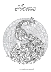 Disegno gratuito Mandala Animale Pavone Colorazioni complesse Zentangle Uccelli e mammiferi volanti