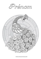 Coloriage gratuit Mandala Animal Paon Coloriages complexes Zentangle Oiseaux et mammifères volants