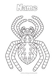 Colouring to customise Spider Animal Intermediate Colouring Sheets Zentangle Insects
