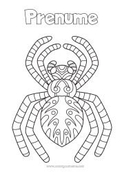 Pagină de colorat personalizată Păianjen Animal Colorează intermediare Zentangle Insecte