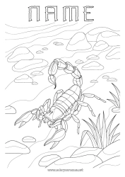 Free drawing Animal Wild animals of Africa Scorpion
