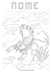 Disegno gratuito Animale Animali selvatici dell'Africa Scorpione