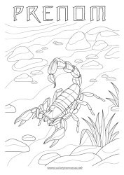 Coloriage gratuit Animal Animaux sauvages d'Afrique Scorpion