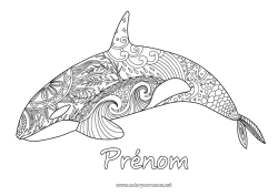 Coloriage gratuit Baleine Animal Zentangle Animaux marins ou aquatique Orque