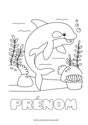 Coloriage gratuit Mer Animal Dauphin Coloriages faciles Animaux marins ou aquatique Orque