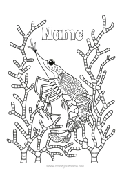 Free colouring Sea Animal Marine or aquatic animals Shrimp