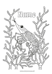 Free coloring Sea Animal Marine or aquatic animals Shrimp