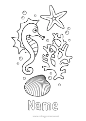 Colouring to customise Sea Animal Seahorse Shellfish Starfish Marine Or Aquatic Animals