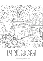 Coloriage gratuit écureuil Automne Animal Champignon Coloriages complexes Animaux de la forêt Gland Forêt Sureau Réaliste