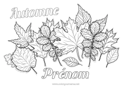 Coloriage gratuit Automne Feuilles Chêne érable