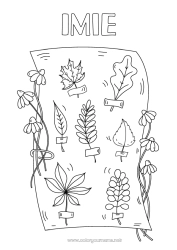 Kolorowanka za darmo Jesień Liście Nauka Dąb Klon Herbarium