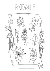 Desenho para personalizar Outono Folhas Ciência Carvalho Bordo Herbário
