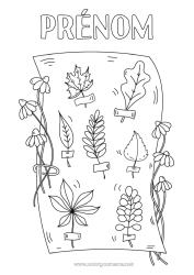 Coloriage à personnaliser Automne Feuilles Science Chêne érable Herbier
