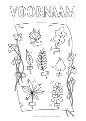 Gratis kleurplaat Herfst Bladeren Wetenschap Eik Esdoorn Herbarium