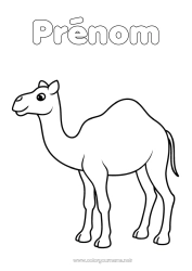 Coloriage à personnaliser Animal Coloriages faciles Animaux sauvages d'Afrique Chameau, dromadaire