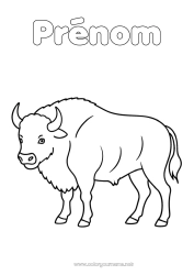Dessin gratuit Animal Coloriages faciles Autres animaux du monde Bison
