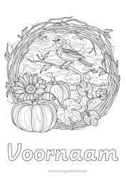 Gratis tekening Pompoen Vogel Herfst Dier Zonnebloem Complex Kleurplaten Vogels en vliegende zoogdieren Mees, Koolmees
