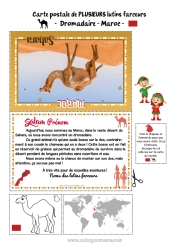 Dessin gratuit Animaux sauvages d'Afrique Voyage de l'elfe de Noël Carte postale Chameau, dromadaire Carte postale de PLUSIEURS lutins Maroc