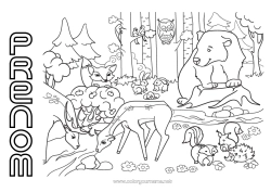 Dessin gratuit Ours écureuil Renard Chouette, Hibou Animal Oiseaux et mammifères volants Animaux de la forêt Cerf