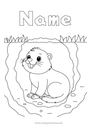 Colouring to customise Animal Forest Animals Marmot Groundhog Day Terrier