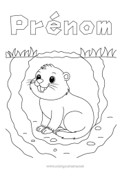Coloriage gratuit Animal Animaux de la forêt Marmotte Jour de la Marmotte Terrier