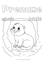 Pagină de colorat gratuită Animal Animale din pădure Marmotă Ziua Marmotei Teren de vânătoare