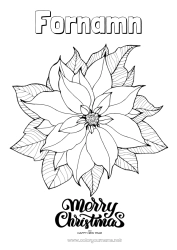 Gratis teckning Jul Gott nytt år Julstjärna Poinsettia - julstjärna Meddelande 