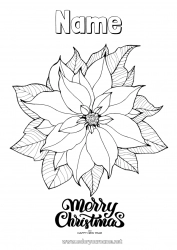 Free coloring Christmas Happy new year Poinsettia Poinsettia 