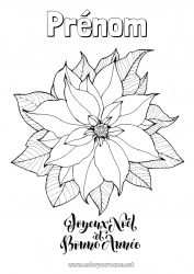 Coloriage gratuit Noël Bonne année Étoile de Noël Poinsettia Message 