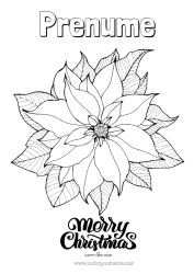 Pagină de colorat gratuită Crăciun La mulți ani! Steaua de Crăciun Poinsettia Mesaj 