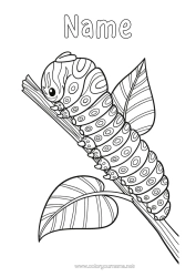 Free colouring Animal Zentangle Insects Caterpillar