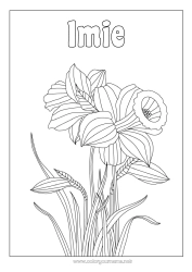 Rysunek za darmo Kwiaty Żonkile Zentangle
