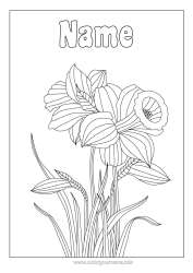 Colouring to customise Flowers Daffodils Zentangle