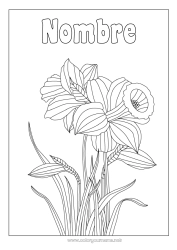 Colorear gratis Flores Narcisos Zentangle