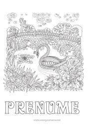 Pagină de colorat gratuită Animal Lebădă Desene de colorat complexe Zentangle Păsări și mamifere zburătoare Pod