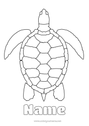 Free colouring Tortoise Animal Easy colouring pages Marine or aquatic animals Reptiles Sea turtle