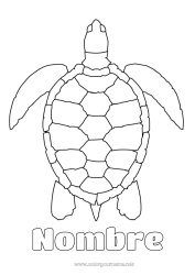Dibujo libre Tortuga Dibujos fáciles para colorear Animales marinos o acuáticos Reptiles Tortuga marina