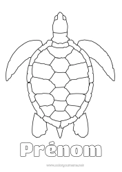 Dessin gratuit Tortue Coloriages faciles Animaux marins ou aquatique Reptiles Tortue marine