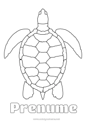 Desen liber de colorat Broască țestoasă Desene de colorat ușoare Animale marine sau acvatice Reptile Broască țestoasă marină