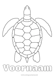 Kleurplaat aanpassen Schildpad Eenvoudige kleurplaten Zeedieren Reptielen Zeeschildpad