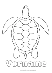 Kostenlose Zeichnung Schildkröte Einfache Ausmalbilder Meeres- oder Wasserlebewesen Reptilien Meeresschildkröte